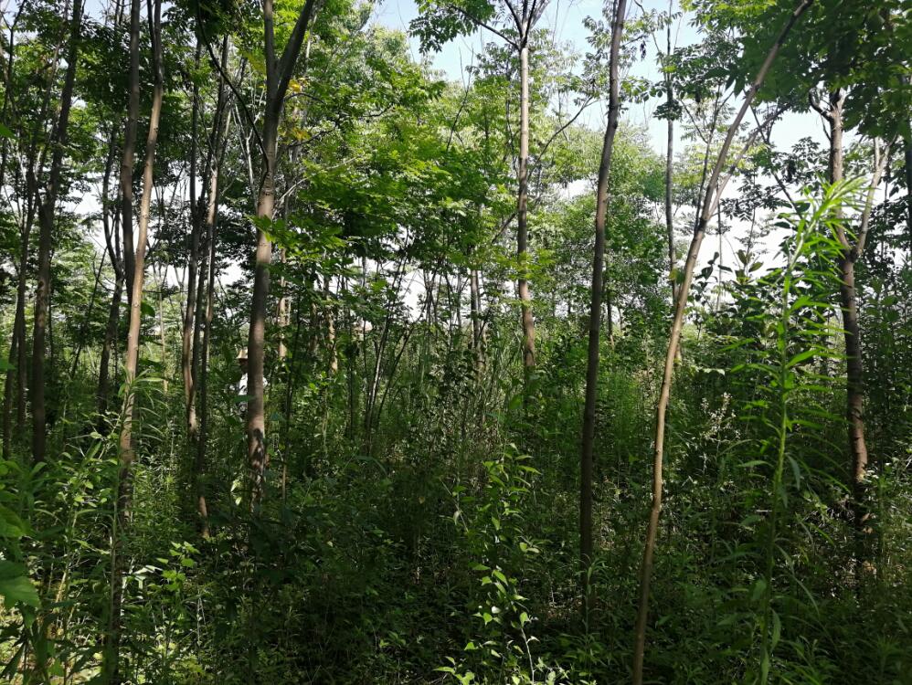 �Ϸ���**�@�ֹ������޹�˾λ�ںϷ�**�_(k��i)�l(f��)�^(q��)**��^(q��)**��248.265�������ϵ���ľ�Ј�(ch��ng)�r(ji��)���u(p��ng)��